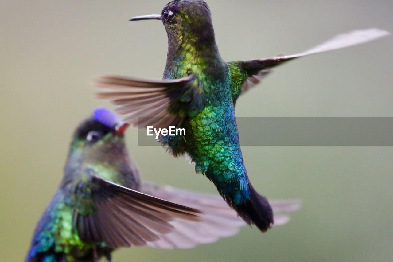 CLOSE UP OF BIRD FLYING