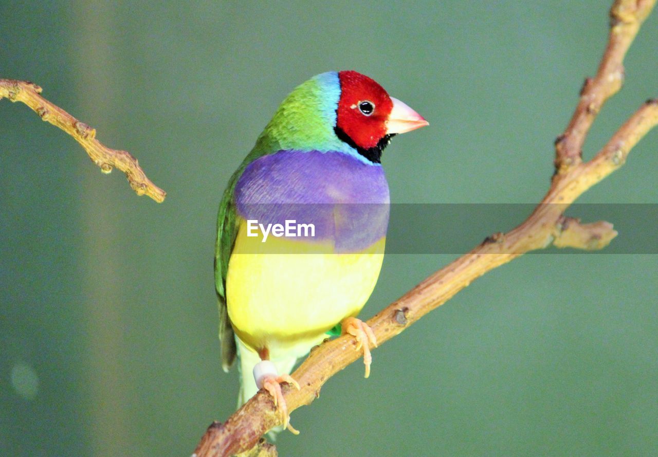 Close-up of gouldian finch perching on stem