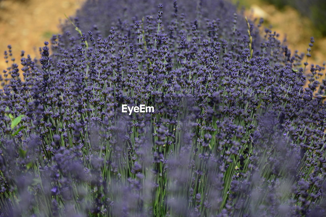 CLOSE-UP OF PURPLE FLOWERING PLANTS