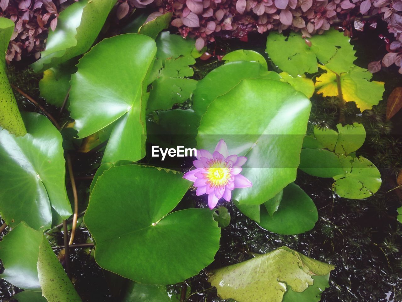 CLOSE-UP OF WATER LILY ON LEAVES