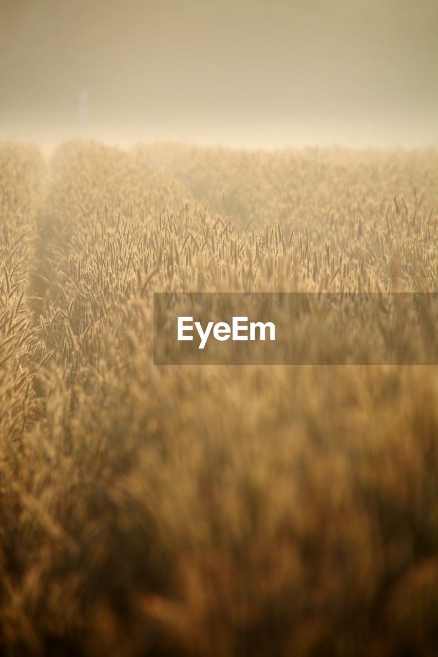 CROPS GROWING ON FIELD