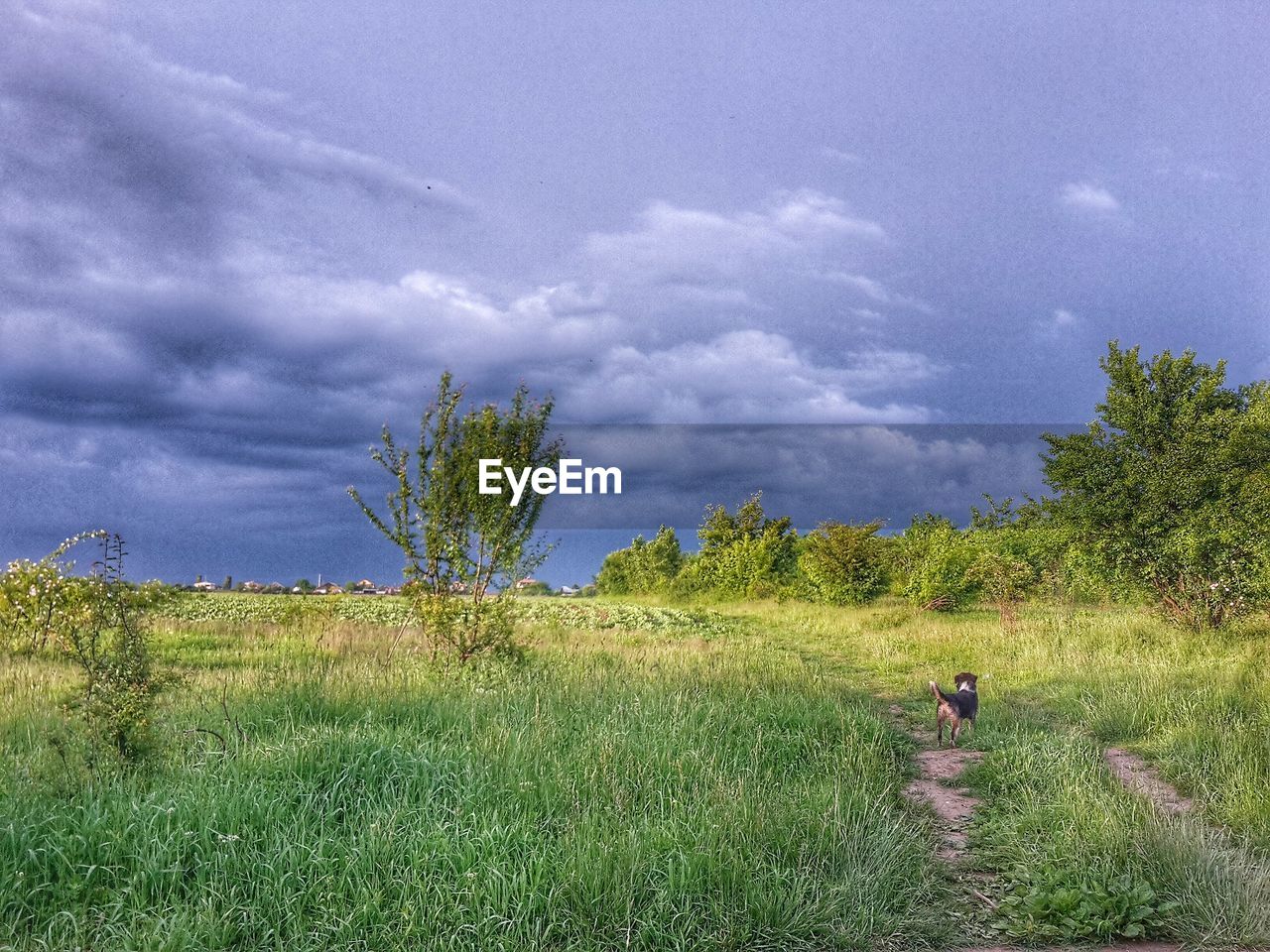 Scenic view of grassy field against cloudy sky