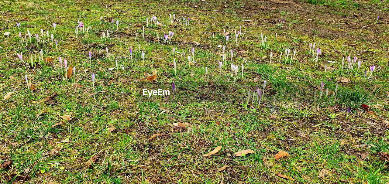 HIGH ANGLE VIEW OF FLOWERING PLANTS ON LAND