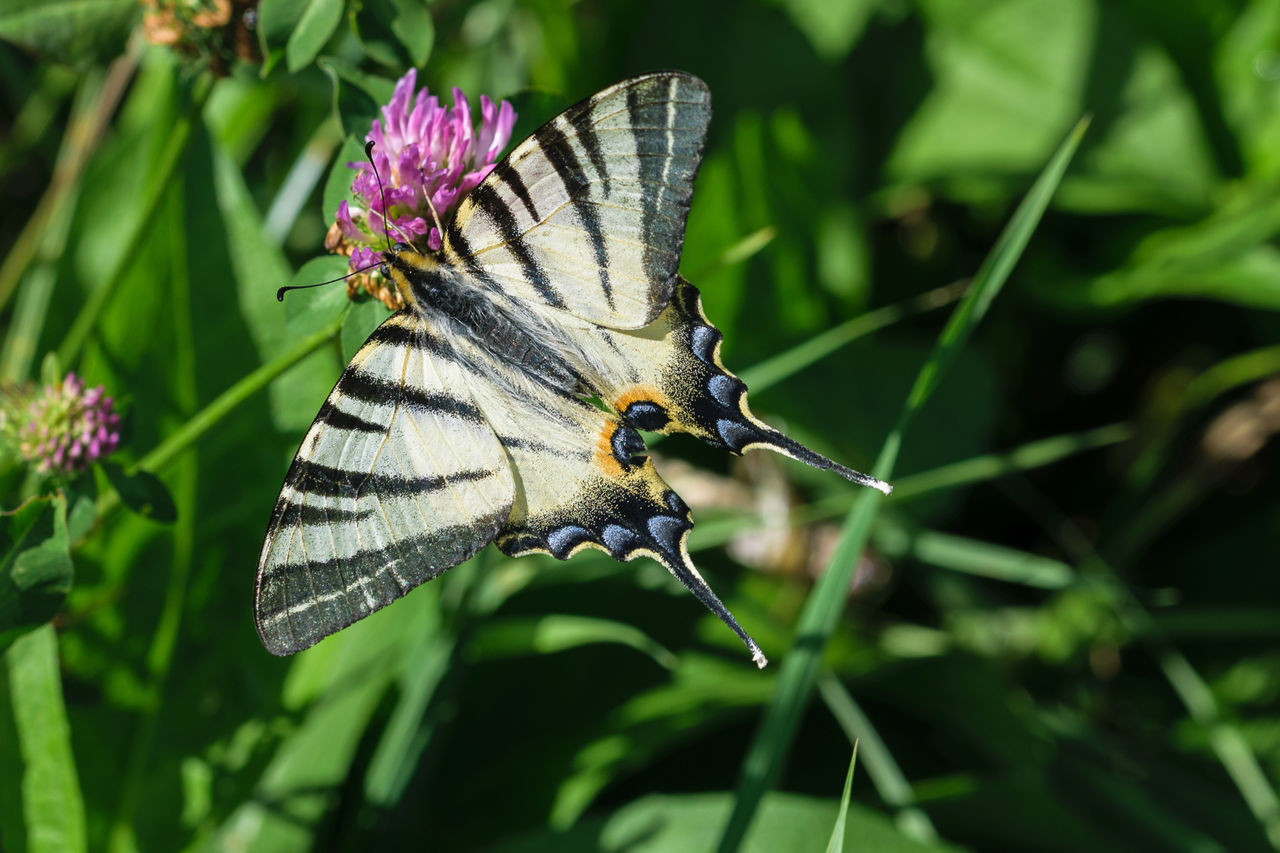 CLOSE-UP OF BUTTERFLY ON FLOWER