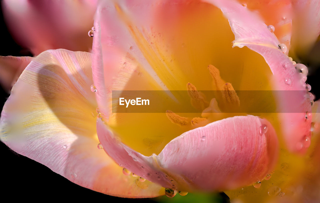 flower, flowering plant, plant, beauty in nature, petal, yellow, close-up, macro photography, freshness, pink, fragility, inflorescence, flower head, blossom, nature, growth, water, drop, no people, macro, extreme close-up, plant stem, pollen, springtime, outdoors, wet, botany, multi colored, stamen, rose, selective focus, vibrant color