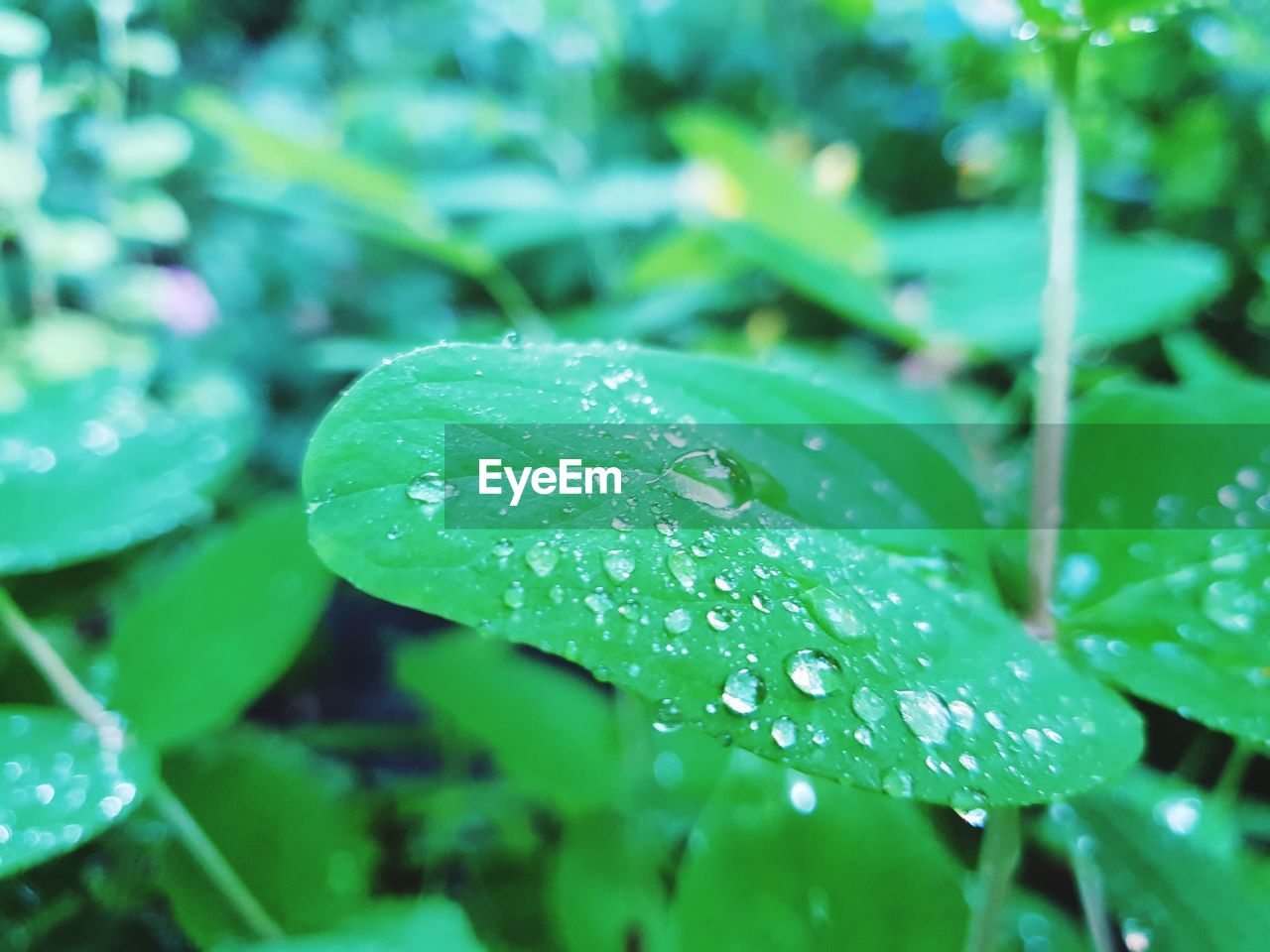 CLOSE-UP OF RAINDROPS ON PLANT LEAVES