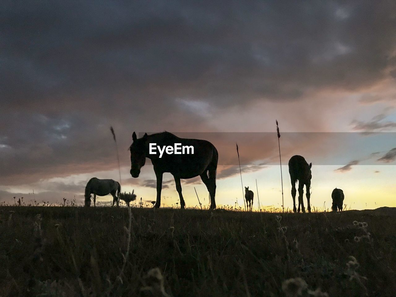 SILHOUETTE HORSES GRAZING ON FIELD AGAINST SKY