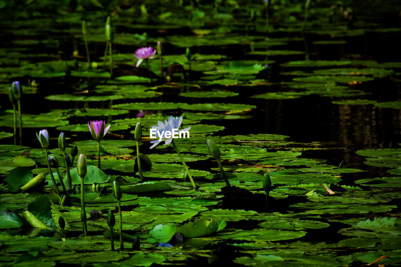 WATER LILIES IN LAKE