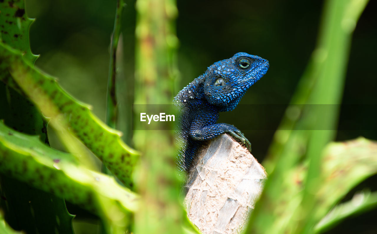 Close-up of lizard on tree