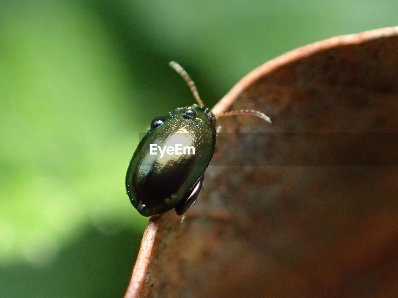 CLOSE-UP OF INSECT