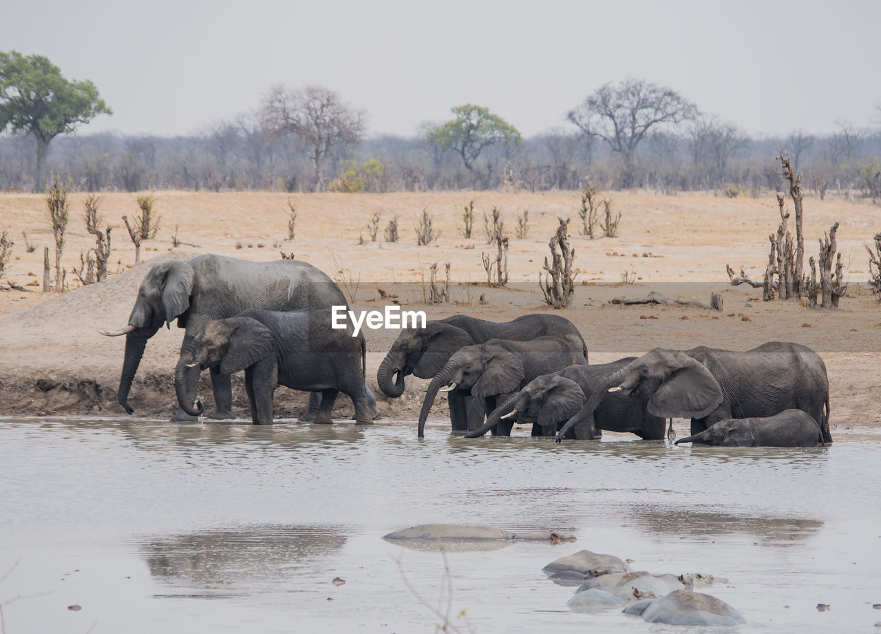 Elephants standing in lake