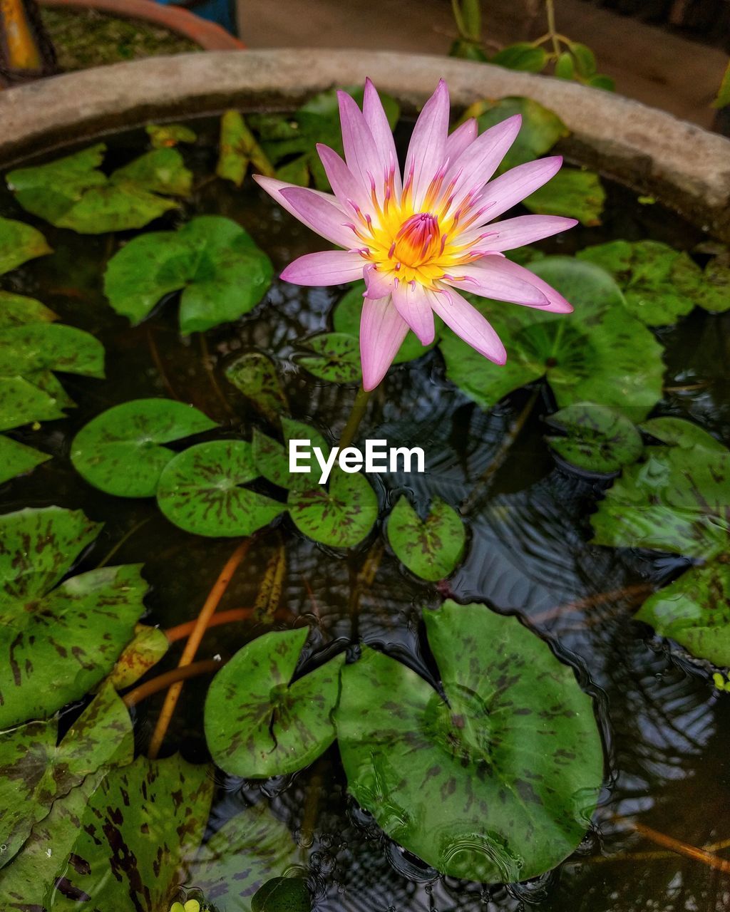 HIGH ANGLE VIEW OF PURPLE WATER LILY IN POND