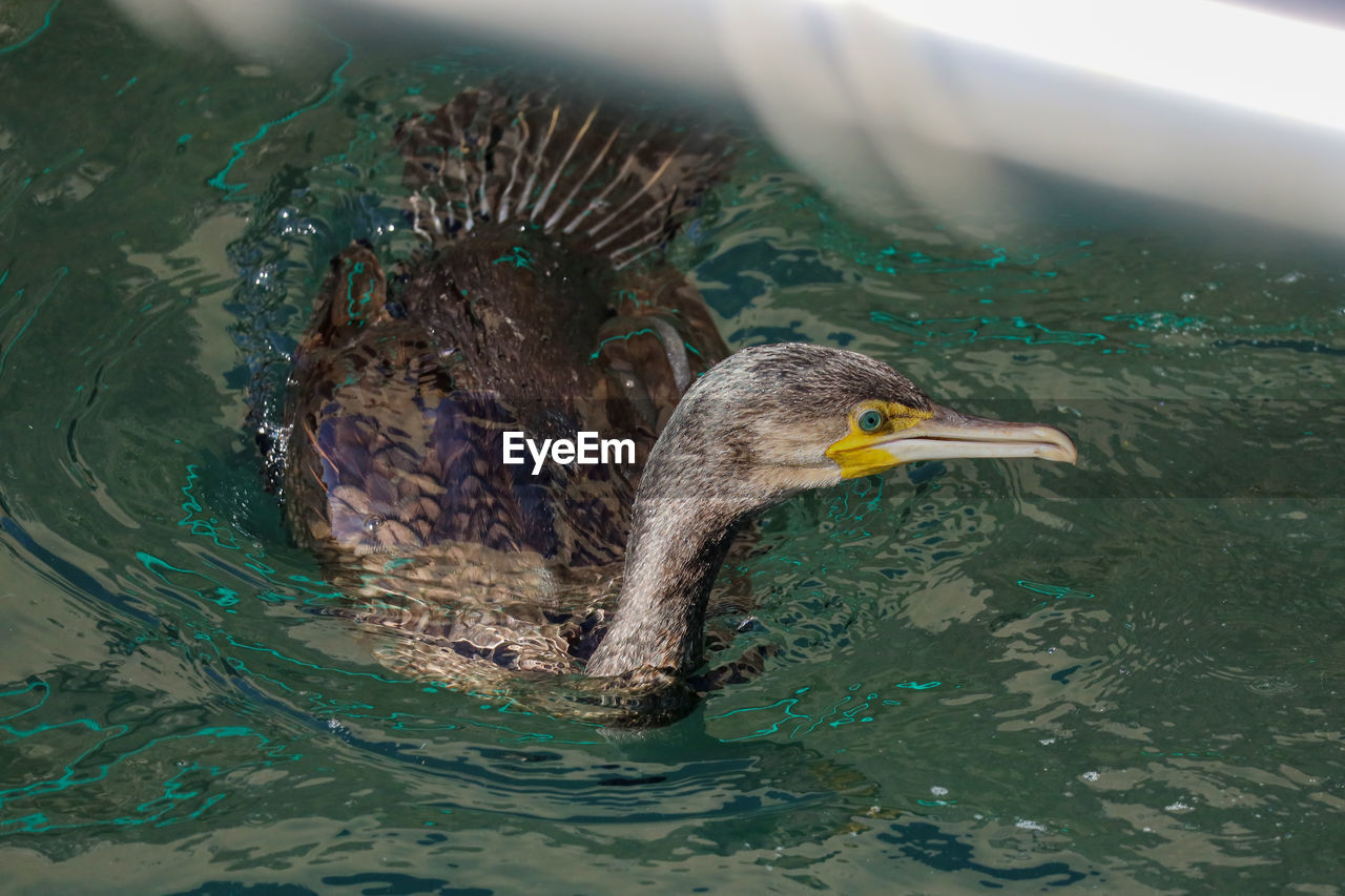 High angle view of bird swimming in lake