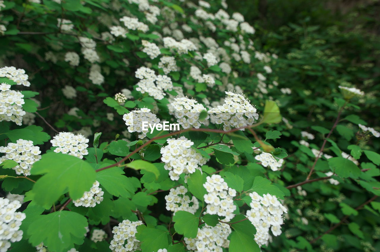 CLOSE-UP OF WHITE FLOWERING PLANTS