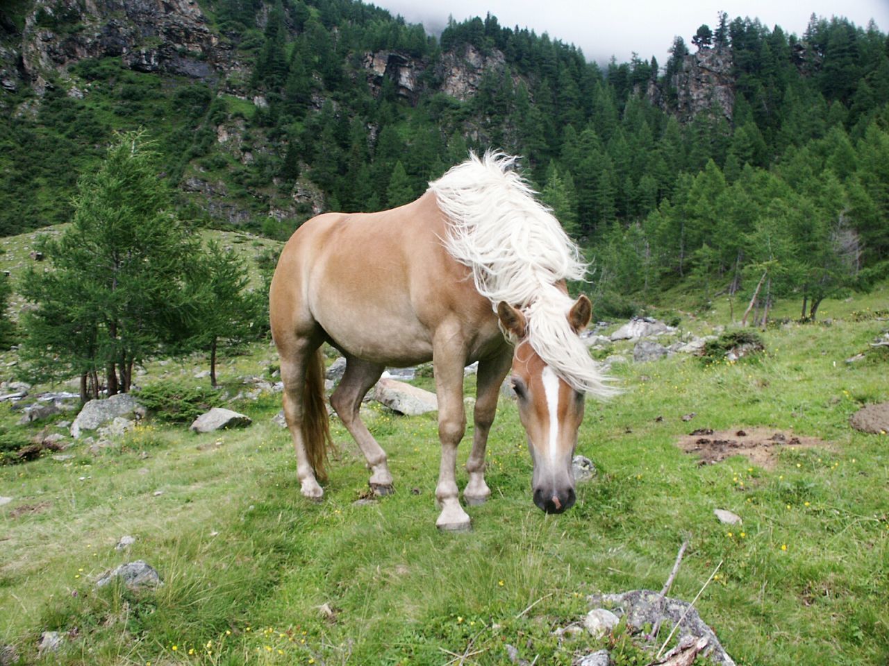 Horse grazing in grass field against cloudy sky