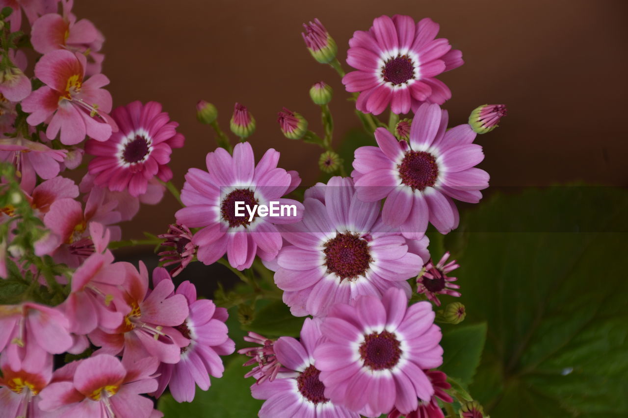 flower, flowering plant, plant, freshness, beauty in nature, pink, petal, flower head, fragility, nature, inflorescence, close-up, growth, garden cosmos, no people, pollen, outdoors, plant part, leaf, botany, springtime, blossom, day, macro photography, focus on foreground, purple
