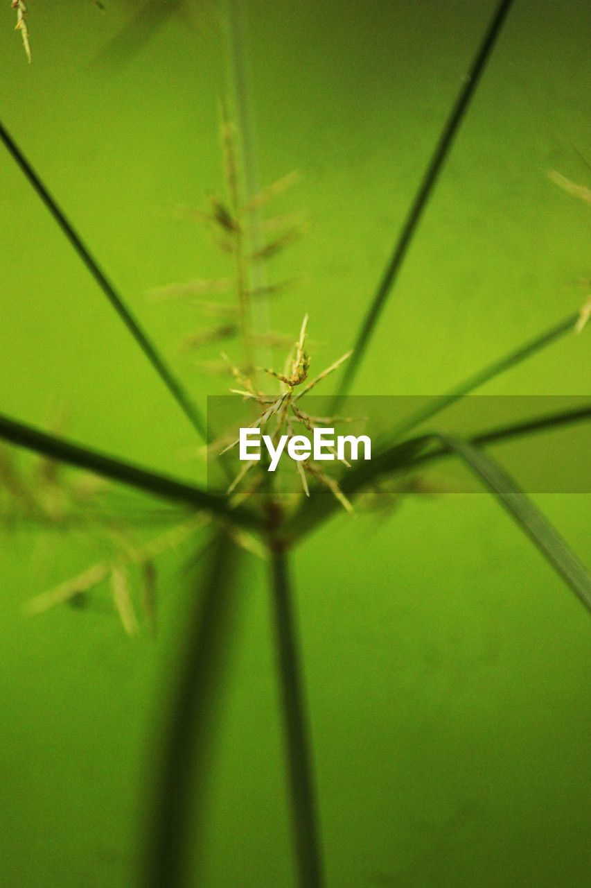 CLOSE-UP OF GRASSHOPPER ON LEAF