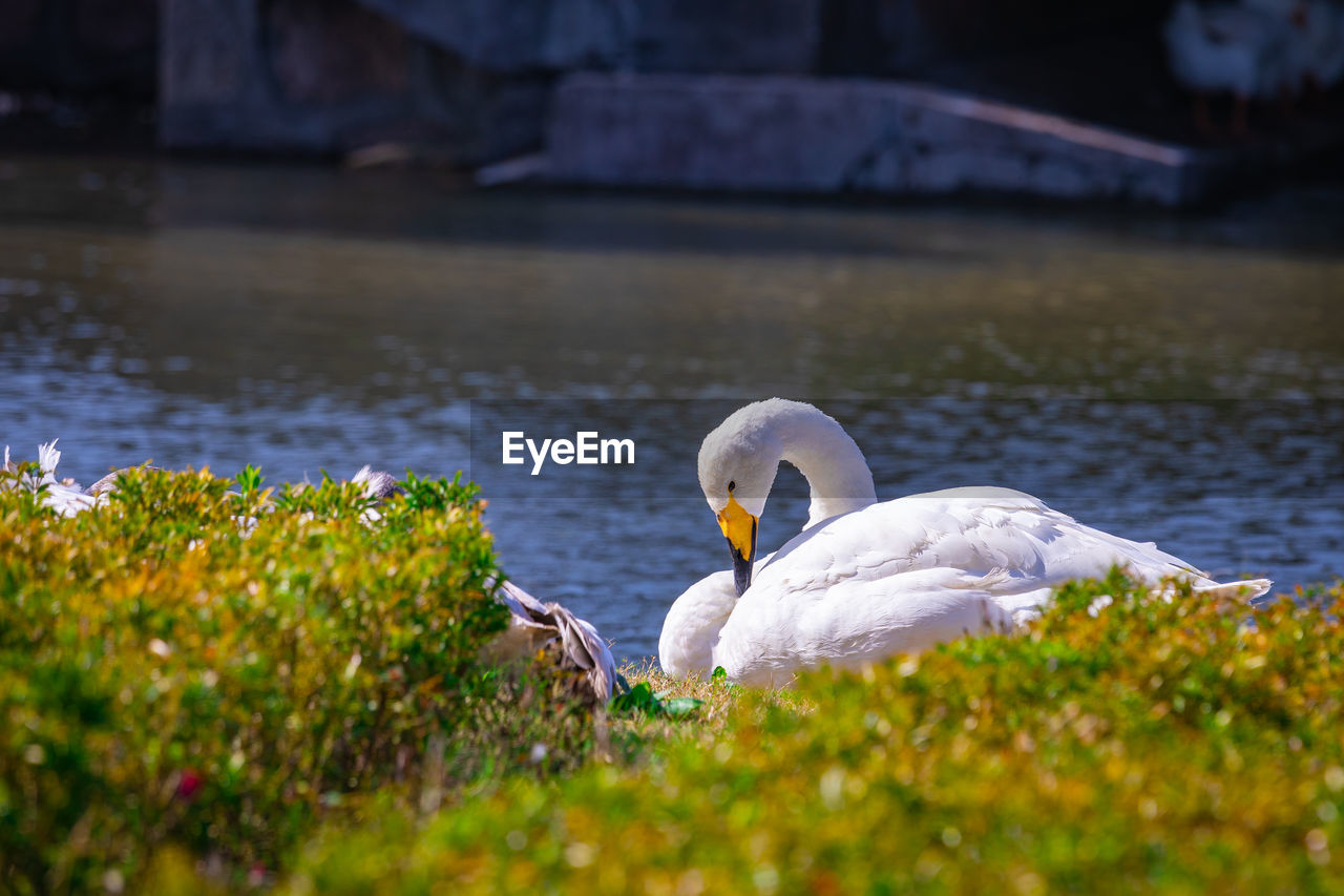 SWANS SWIMMING IN LAKE