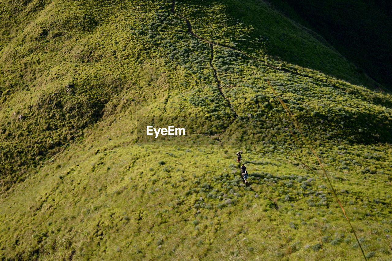 HIGH ANGLE VIEW OF TREES GROWING IN FOREST