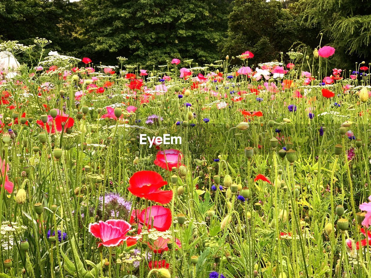 RED POPPIES ON FIELD