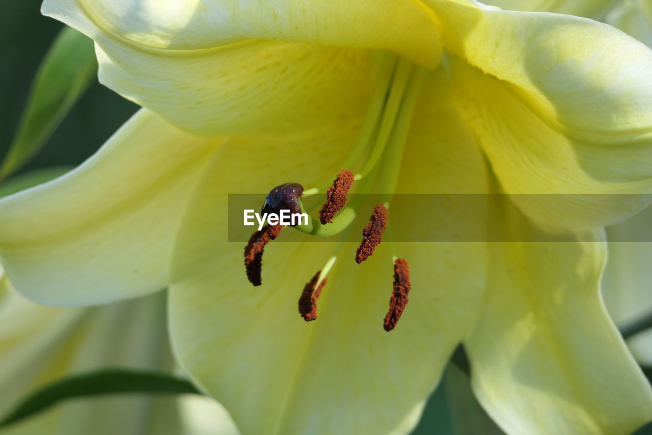 Close-up of yellow lily flower
