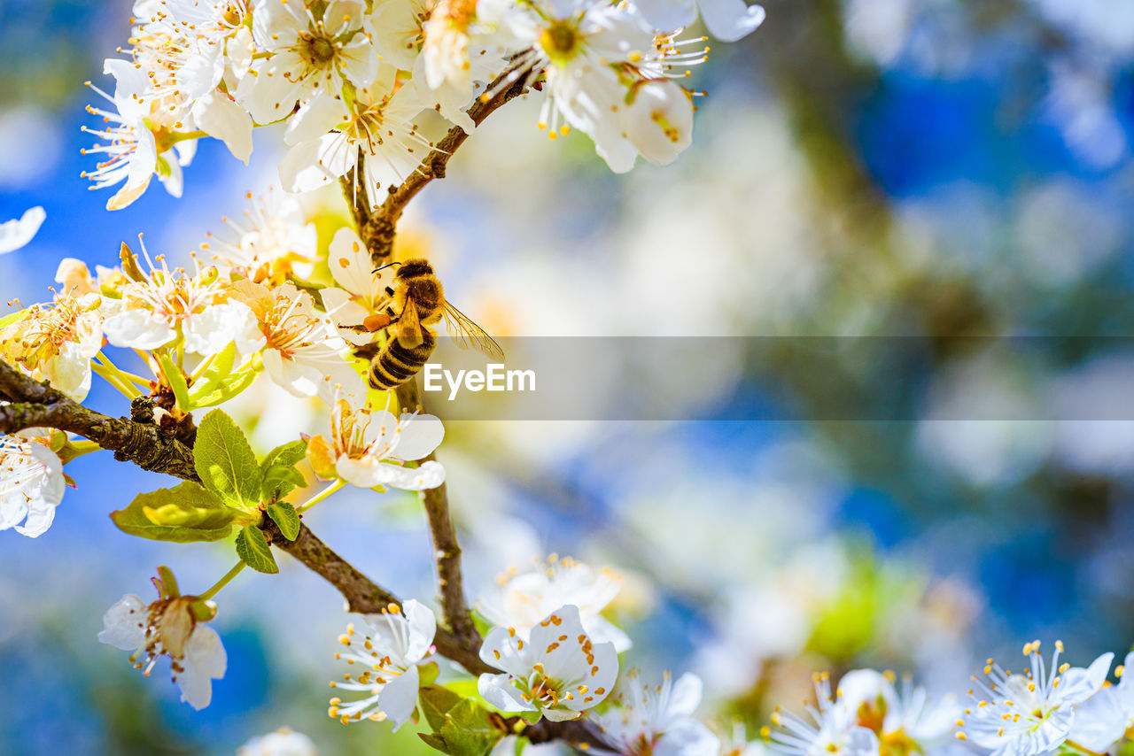 Close-up photo of a honey bee gathering nectar and spreading pollen on white flowers of cherry tree