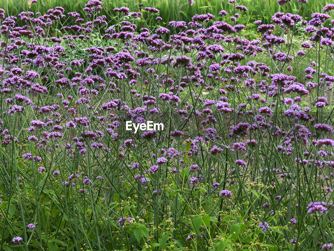 Close-up of purple flowering plants on field