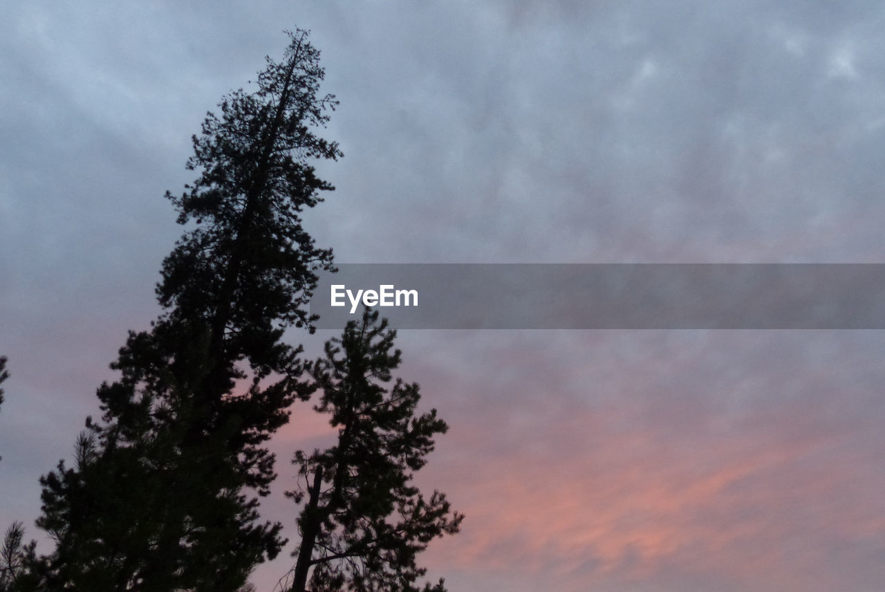 LOW ANGLE VIEW OF TREE BRANCH AGAINST SKY