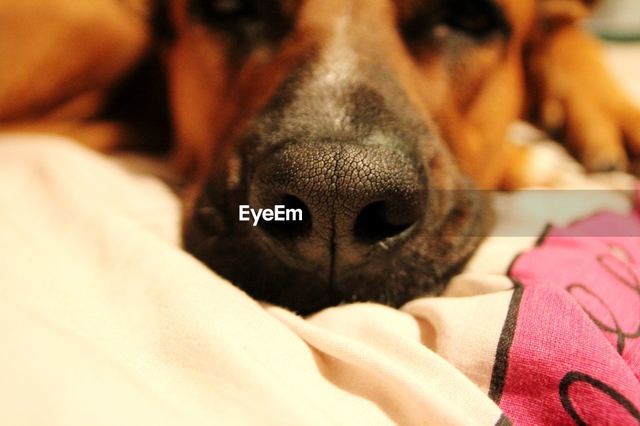 CLOSE-UP OF A DOG SLEEPING IN MOUTH