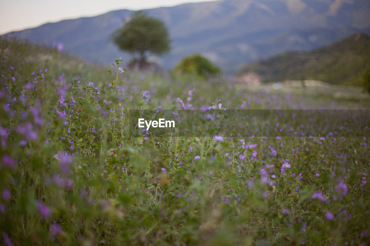 Purple flowering plants on field