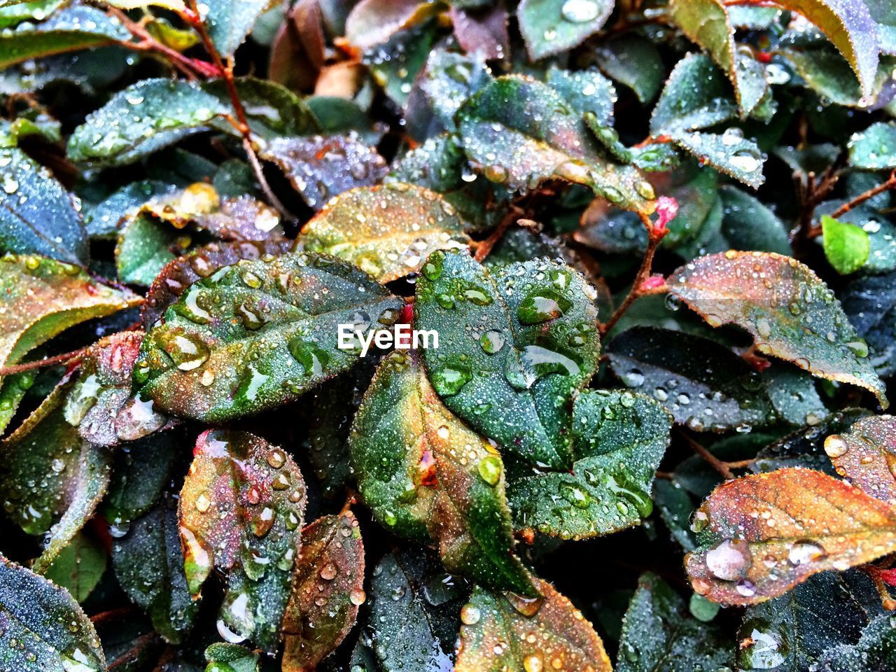 Leaves in dew