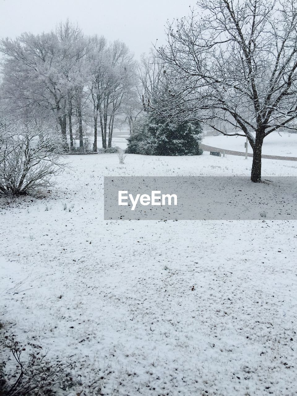 BARE TREES ON SNOW FIELD