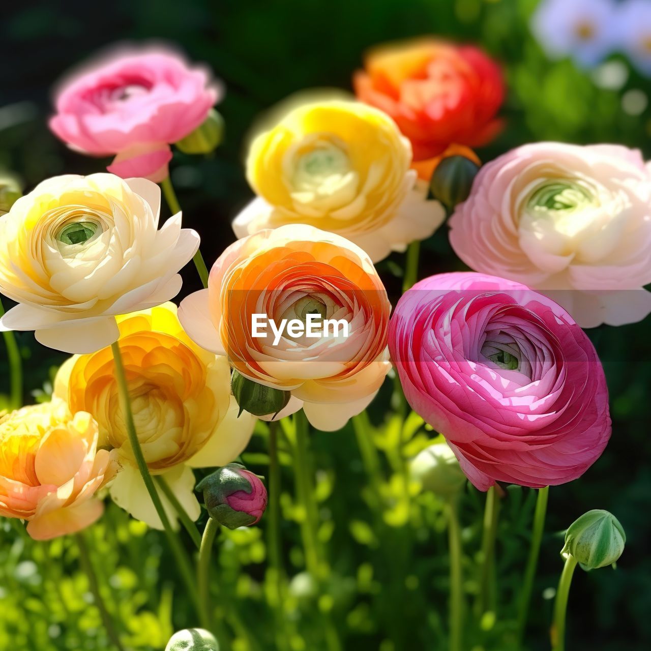 flower, flowering plant, plant, beauty in nature, freshness, rose, nature, fragility, flower head, petal, close-up, yellow, inflorescence, flower arrangement, multi colored, pink, bouquet, no people, floristry, springtime, focus on foreground, outdoors, growth, decoration