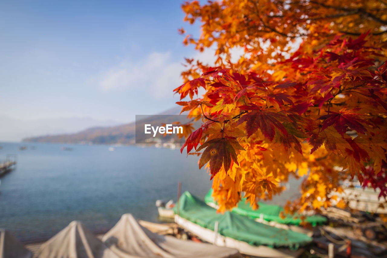 Close-up of maple leaves against sky