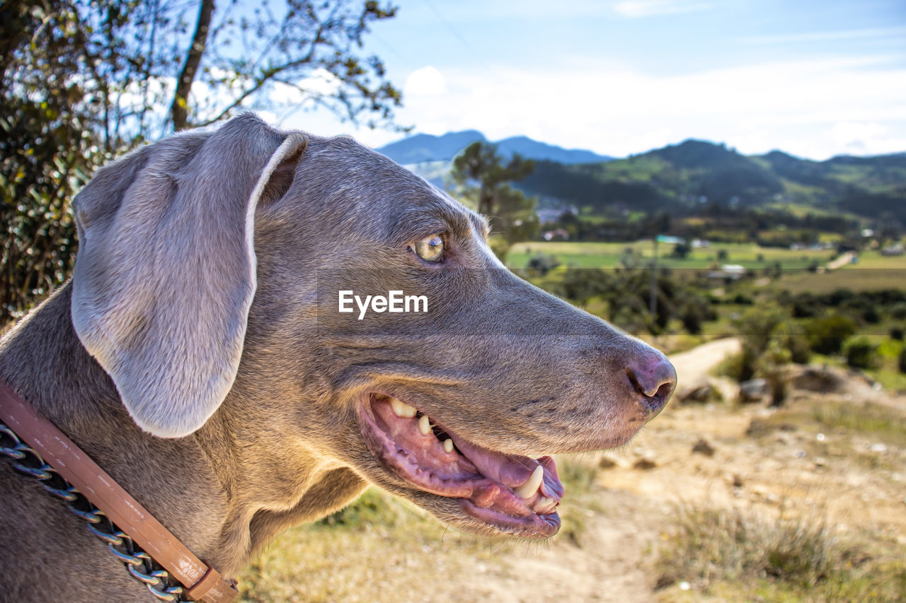 Weimaraner dog looking at the beautiful landscapes of la calera a city located close to bogota