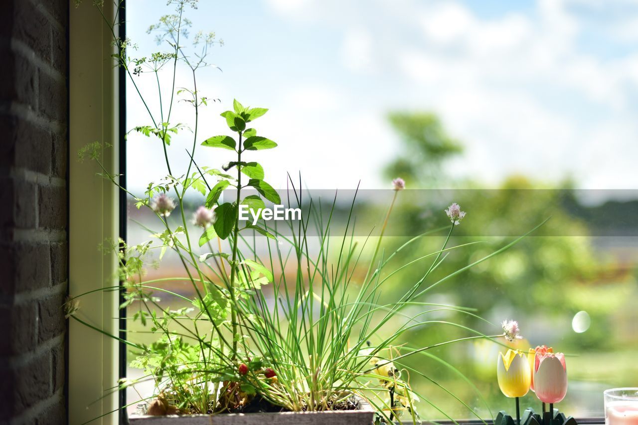 Close-up of flowering plants against sky