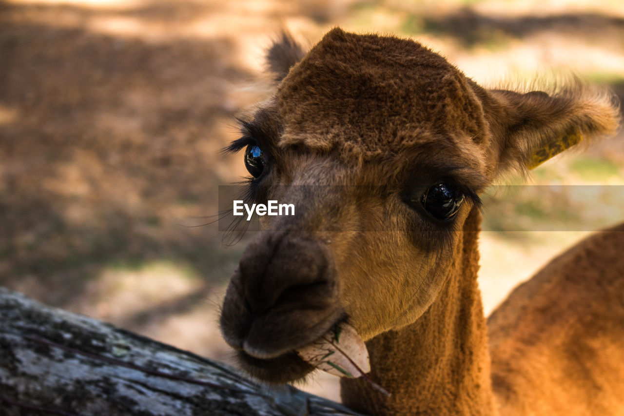 High angle portrait of alpaca on field