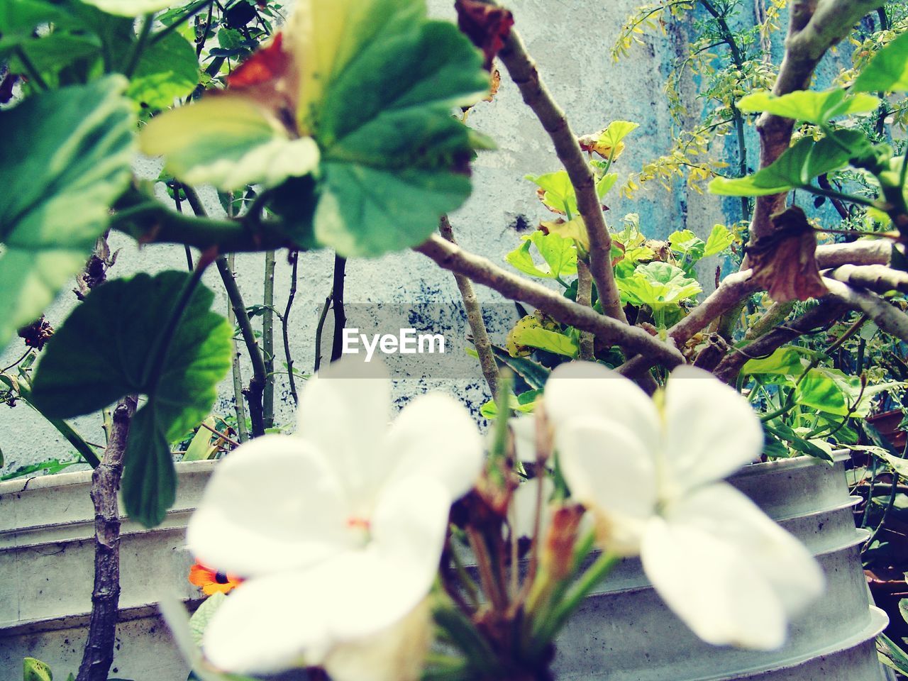 CLOSE-UP OF WHITE FLOWERS BLOOMING