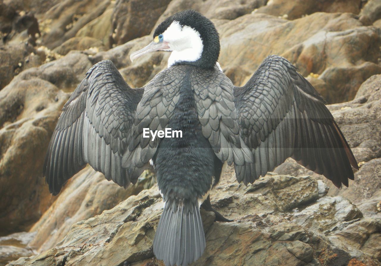 VIEW OF BIRDS IN WATER