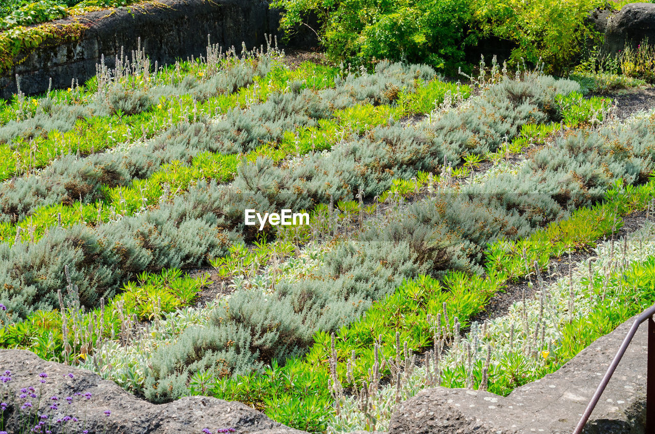 High angle view of plants growing on field