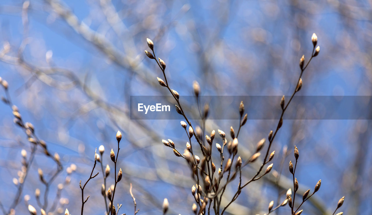 LOW ANGLE VIEW OF SNOW ON PLANT AGAINST SKY