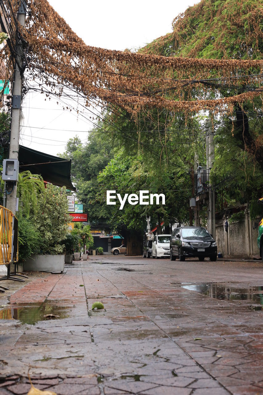 STREET AMIDST TREES AND BUILDING