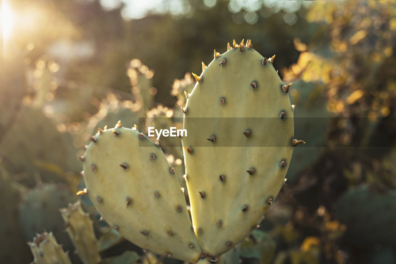 Cactus prickly pear close up in evening sun golden hour tropical plant opuntia botanical background 