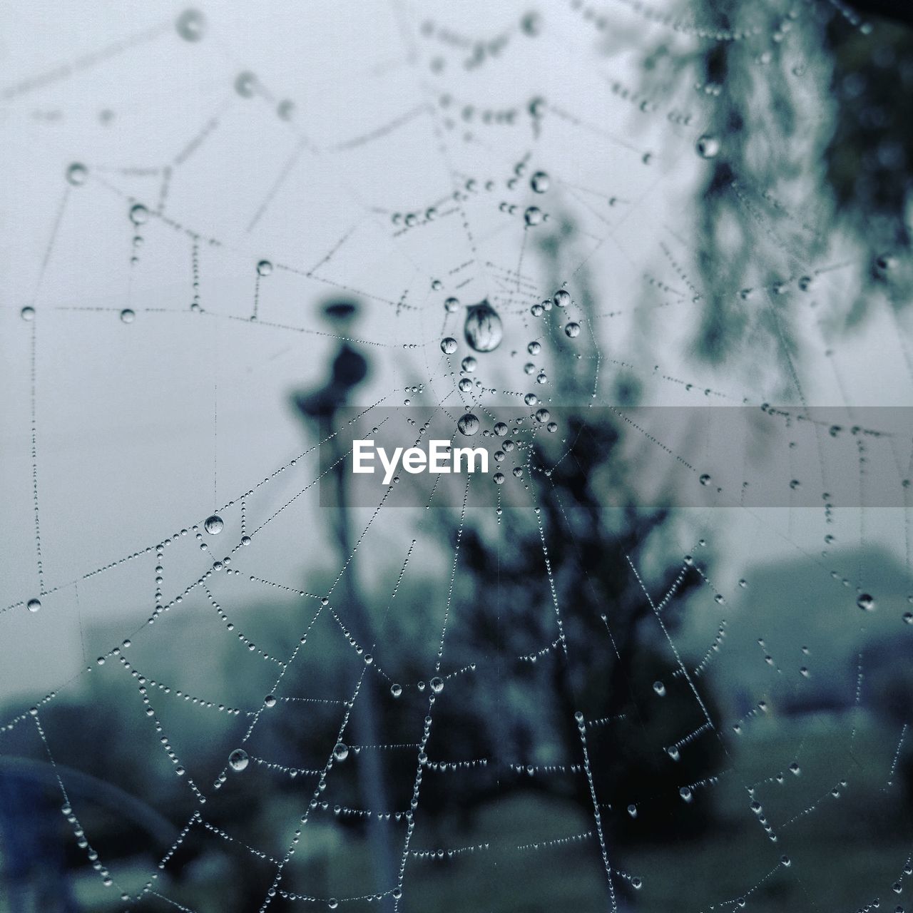 CLOSE-UP OF WET SPIDER WEB AGAINST WINDOW
