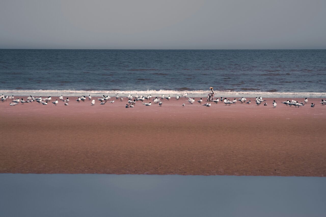 VIEW OF BIRDS IN SEA