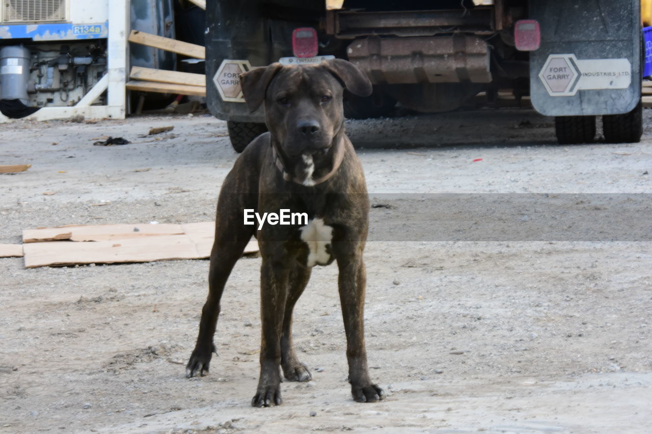 PORTRAIT OF DOG STANDING IN STREET