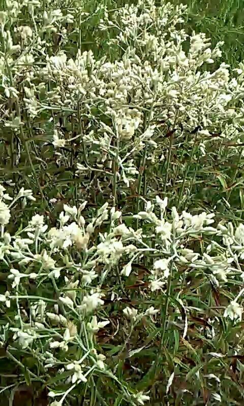 CLOSE-UP OF WHITE FLOWERS BLOOMING ON FIELD
