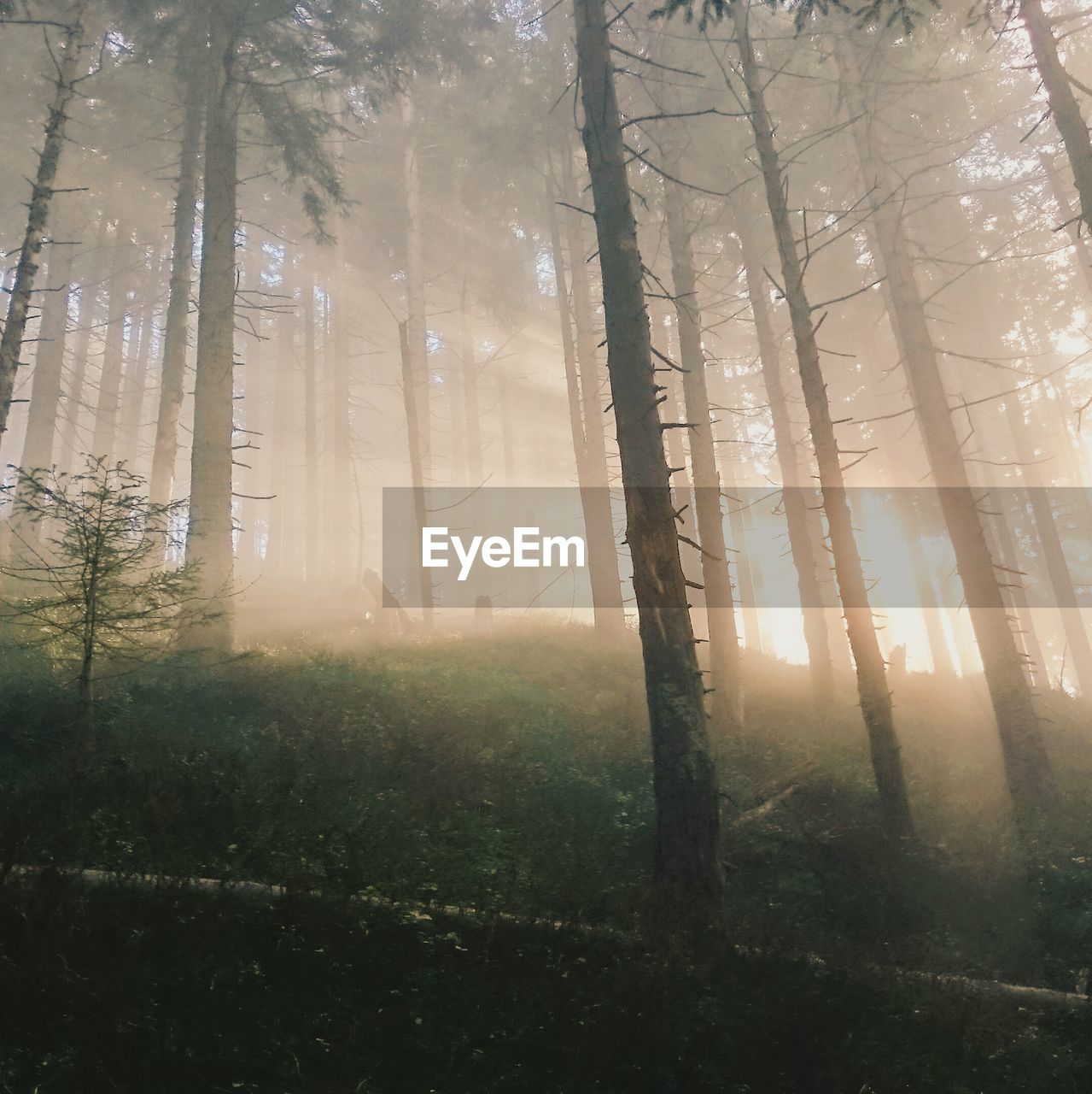 Trees growing in forest during foggy weather