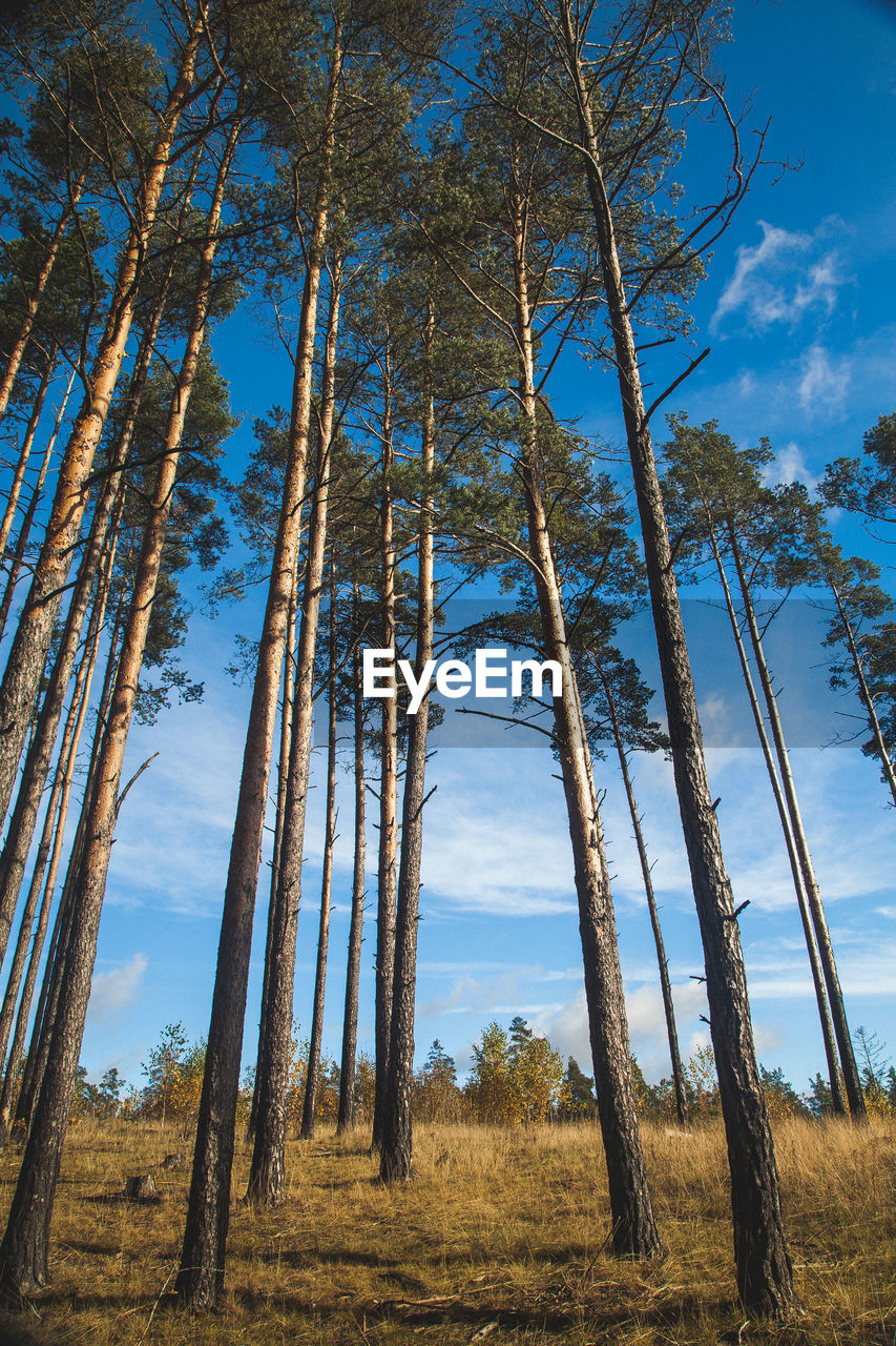 Straight tall pine trees reaching to the blue sky on a sunny autumn day. wide angle landscape.