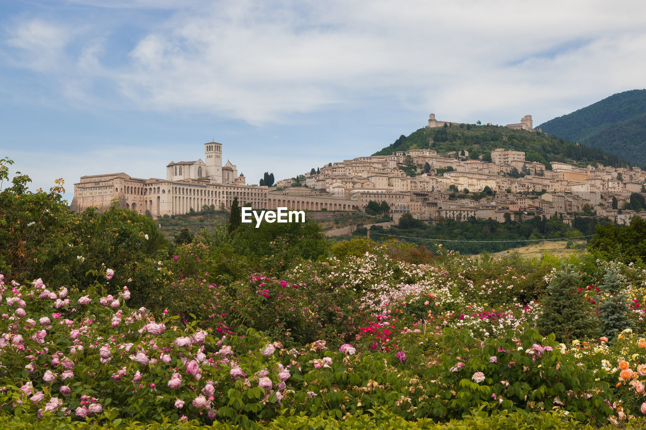 Panoramic view of assisi medieval city called the town of peace with many roses in the spring season